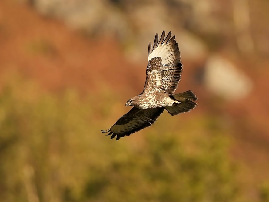 Free-Wildlife-Image-Buzzard