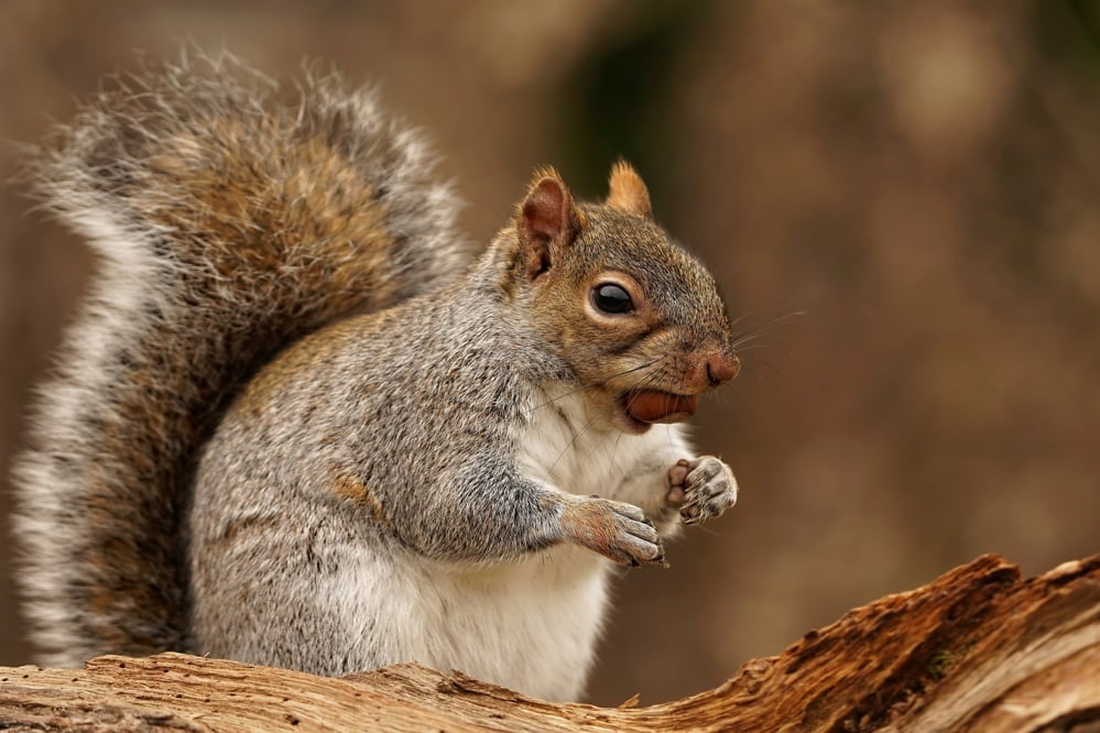 Free-Wildlife-Image-Squirrel