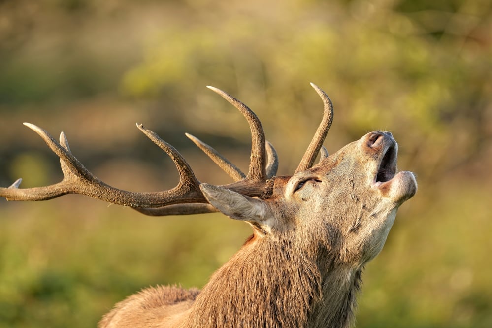 Free-Wildlife-Image-Stag-2