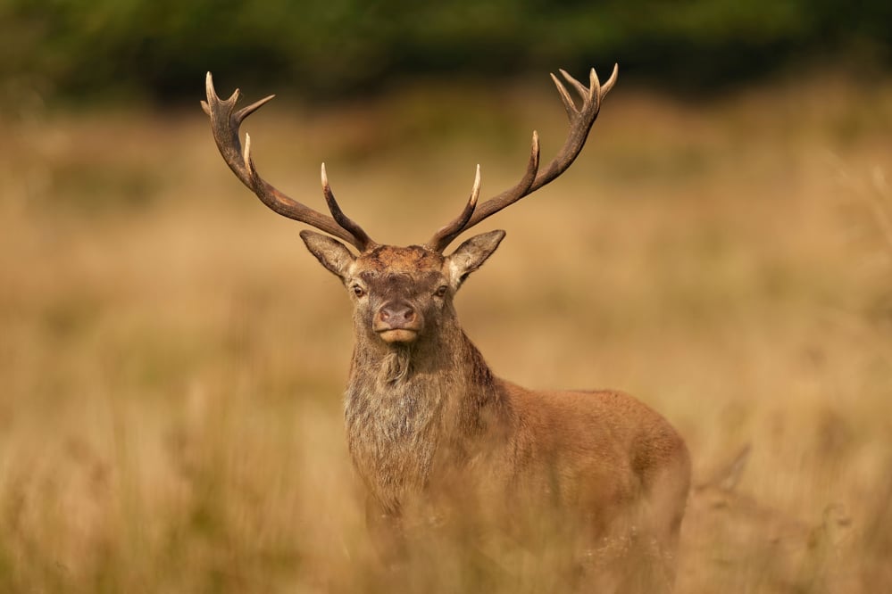 Free-Wildlife-Image-Stag